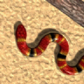 真蛇.1